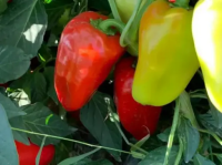 Перец сладкий  Бест  F1 (10шт.) SAKATA