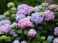 гортензия крупнолистовая Endless Summer Bloom Star С3 (собственное выращ-е)
