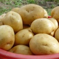 Картофель семенной Гала (2 кг)