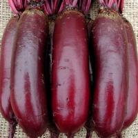 Свекла Циллиндра  3г LE-seed (Италия)