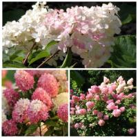 Гортензия метельчатая Touch of Pink С5
