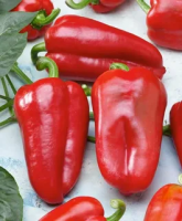 Перец сладкий Фаст F1 (10шт.) SAKATA