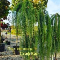 Лиственница Кемпфлера Stiff Weeping PA 140-160см С12