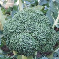 Капуста брокколи Титаниум  F1 10шт. Seminis