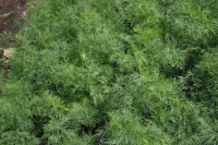 Укроп Крокодилл (3гр) Global Seeds