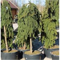 Ель обыкновенная Inversa на штамбе h РА 110-130 С20