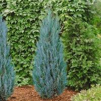 Можжевельник скальный  Blue Arrow h 140-160 см С45/с35 (собственное выращивание)