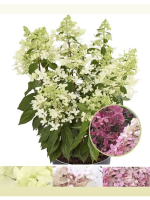 Гортензия метельчатая Pandria С3