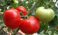 Томат  Мирсини  F1  10 шт. Seminis