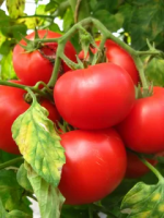 Томат Биг Биф  F1  (5 шт.) Seminis