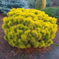 Сосна горная Winter Gold h 25-30см С2/c3