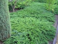 Можжевельник Tamariscifolia C2 (собственное выращивание)