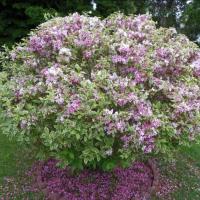 Вейгела цветущая Nana Variegata р9