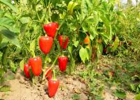 Перец сладкий Спарта  F1  10шт. GLOBAL SEEDS