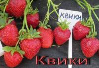 Клубника Квики р9