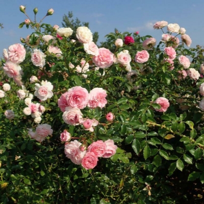 Роза Лариса Флорибунда С5