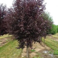 Черемуха Шуберта h 200-250см С25