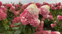 Гортензия метельчатая `Strawberry Blossom с3