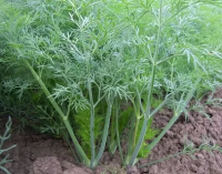 Укроп Вектор (5 гр) Global Seeds
