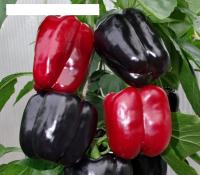 Перец сладкий Маврас F1 (10шт.) ENZA ZADEN