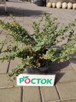 Барбарис аллоповский блондин С3 (собственное выращ-е)
