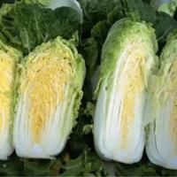 Капуста пекинская Кисеки F1 (10шт.) SAKATA