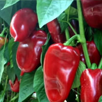 Перец сладкий Каптур  F  10 шт. Seminis