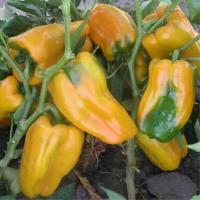 Перец сладкий Джемини F1  (10шт.) Nungems