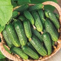 Огурец Кураж 5шт. Гавриш