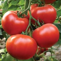 Томат Президент F1 10шт. Seminis