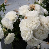 Роза Бланк Мейяндекор  Почвопокровная С5