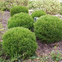 Туя западная Bowling ball h 20-35 см С3 (собственное выращивание)