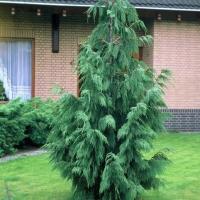 Кипарисовик нуттканский Pendula h 50-80см С5 (собственное выращивание)