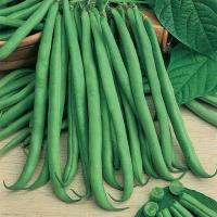 Фасоль овощная Серенгети 5 г. Syngenta