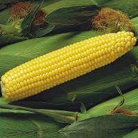 Кукуруза овощная Спирит 3г. Syngenta