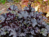 Гейхера Black perle С1