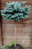 Ель колючая Glauca Globosa на штамбе РА 80-100см D 50-70см ком