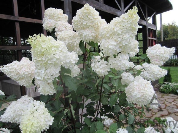 Гортензия метельчатая  Grandiflora С3