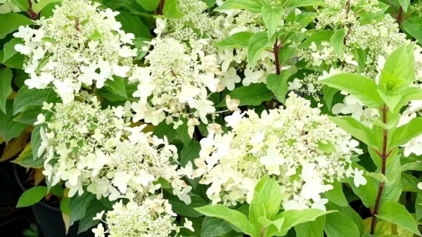 Гортензия метельчатая Pandria С3
