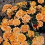 Роза Голден Эльза Флорибунда  С5