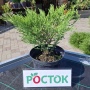 Можжевельник Андора Компакта(25-35см)С2