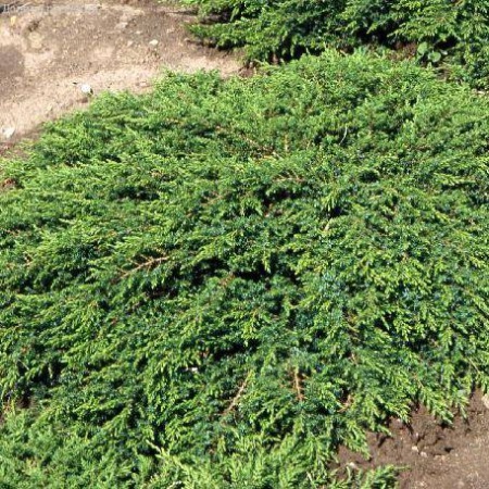 Можжевельник обыкновенный Green Carpet С3/с2 (собственное выращивание)