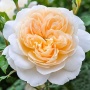 Роза Крокус Роуз Английская С5