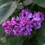 Сирень  Максимович С3