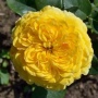 Роза Инка Флорибунда С5