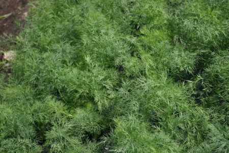 Укроп Крокодилл (3гр) Global Seeds