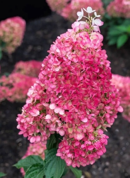 Гортензия метельчатая Strawberry Blossom С5