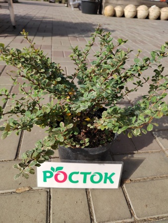 Барбарис аллоповский блондин С3 (собственное выращ-е)