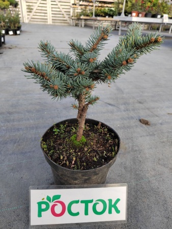 Ель колючая Glauca Globosa h 25-30см C2/С3 (собственное выращивание)