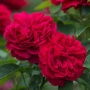 Роза Эл Ди Брейтуэйт Английская С5